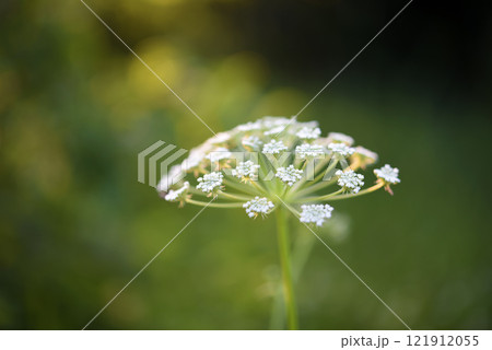 A beautiful hogweed plant. Heracleum. White weed flowers. A beautiful hogweed plant. Heracleum. White weed flowers. 121912055