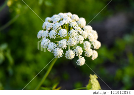 A beautiful hogweed plant. Heracleum. White weed flowers. 121912058