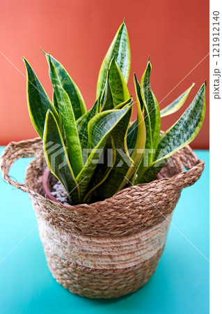 Snake Plant in a Woven Basket against an Orange and Blue Background. 121912140