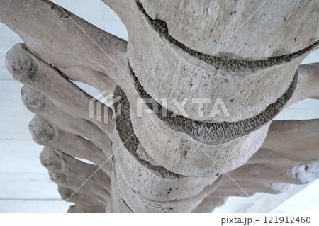 Big grey skeleton of big blue whale. Whale spine. Real whale bones. Balaenoptera Big grey skeleton of big blue whale. Whale spine. Real whale bones. Balaenoptera 121912460