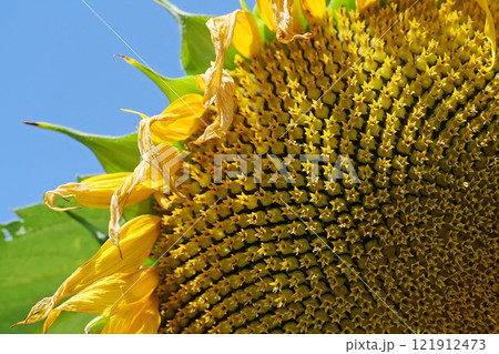 Fibonacci golden ratio in nature and sunflower seeds. Golden ratio in sunflowers 121912473