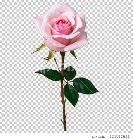 Beautiful pink rose with green leaves isolated against a white background 121912621