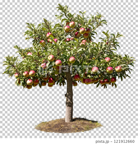 A mature apple tree bearing ripe fruit in late summer sunlight at a scenic garden 121912660