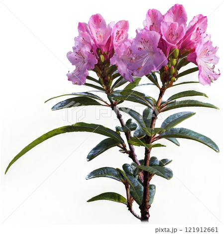 Beautiful pink rhododendron flowers blooming in a garden during springtime 121912661