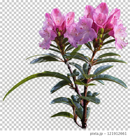 Beautiful pink rhododendron flowers blooming in a garden during springtime 121912661