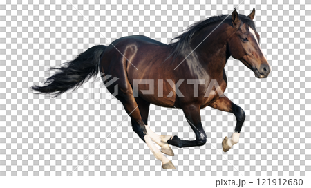 A powerful brown horse galloping across a white background with an elegant stride 121912680