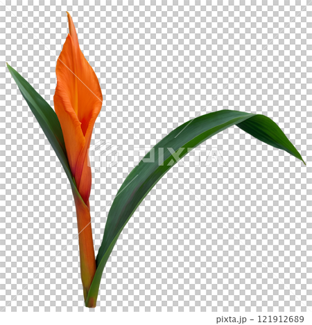 Vibrant orange gladiolus flowers standing tall against a white background 121912689