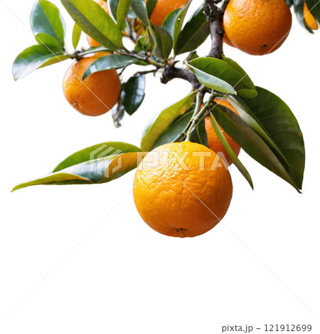 Orange tree with ripe fruit in a well maintained garden during bright daylight 121912699