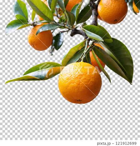 Orange tree with ripe fruit in a well maintained garden during bright daylight 121912699