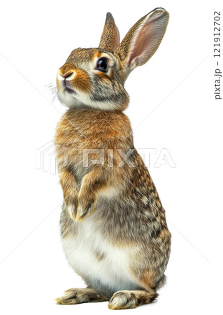A standing rabbit curiously observing its surroundings in bright indoor lighting 121912702