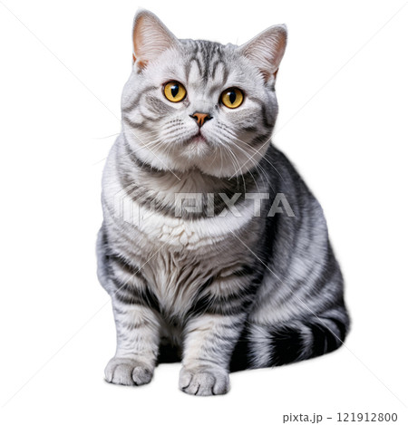 A silver tabby cat with striking yellow eyes...のイラスト素材 [121912800] - PIXTA