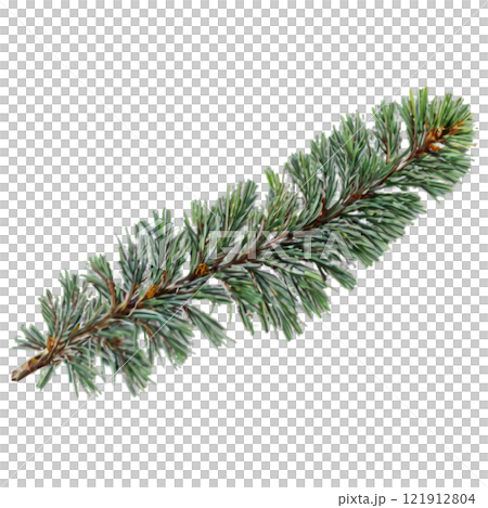 Green pine branch with needles lying on a white background showcasing natural texture 121912804
