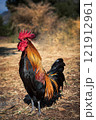 full body of male hybrid red jungle fowl with domestic thai rooster 121912961