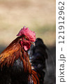 close up headshot of hybrid  wild red jungle fowl  in thailand 121912962