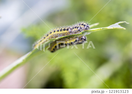 Cabbage butterfly caterpillars eating broccoli leaves 121913123