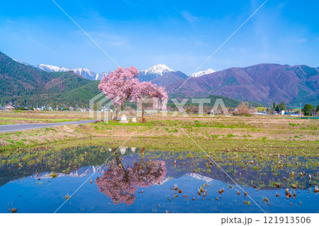 【桜素材】安曇野市春の原風景・常念道祖神の桜【長野県】 121913506