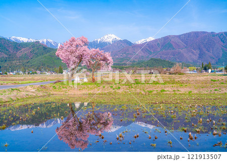 【桜素材】安曇野市春の原風景・常念道祖神の桜【長野県】 【桜素材】安曇野市春の原風景・常念道祖神の桜【長野県】 121913507