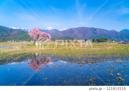 【桜素材】安曇野市春の原風景・常念道祖神の桜【長野県】 121913510