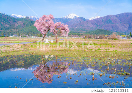 【桜素材】安曇野市春の原風景・常念道祖神の桜【長野県】 121913511