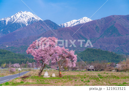 【桜素材】安曇野市春の原風景・常念道祖神の桜【長野県】 121913521