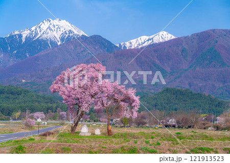 【桜素材】安曇野市春の原風景・常念道祖神の桜【長野県】 【桜素材】安曇野市春の原風景・常念道祖神の桜【長野県】 121913523