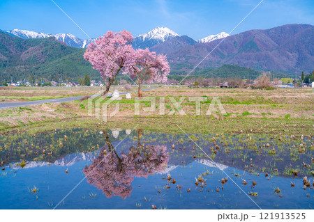 【桜素材】安曇野市春の原風景・常念道祖神の桜【長野県】 【桜素材】安曇野市春の原風景・常念道祖神の桜【長野県】 121913525