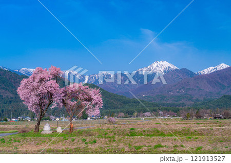 【桜素材】安曇野市春の原風景・常念道祖神の桜【長野県】 121913527