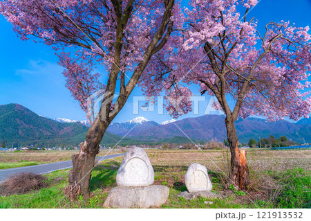 【桜素材】安曇野市春の原風景・常念道祖神の桜【長野県】 121913532