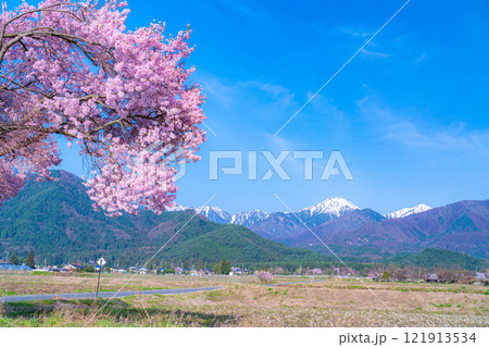 【桜素材】安曇野市春の原風景・常念道祖神の桜【長野県】 121913534