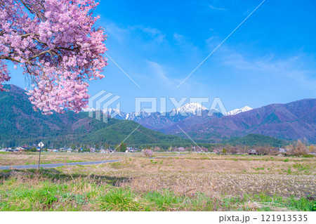 【桜素材】安曇野市春の原風景・常念道祖神の桜【長野県】 121913535
