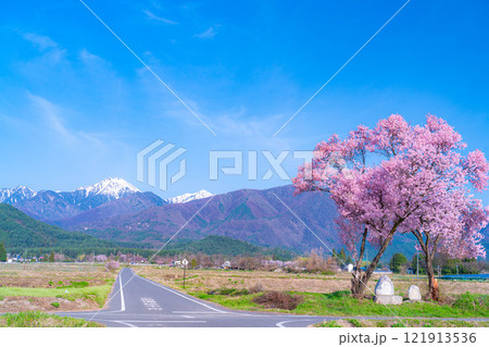 【桜素材】安曇野市春の原風景・常念道祖神の桜【長野県】 121913536