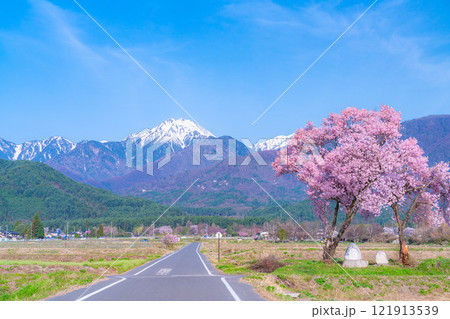 【桜素材】安曇野市春の原風景・常念道祖神の桜【長野県】 【桜素材】安曇野市春の原風景・常念道祖神の桜【長野県】 121913539