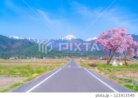 【桜素材】安曇野市春の原風景・常念道祖神の桜【長野県】 121913540