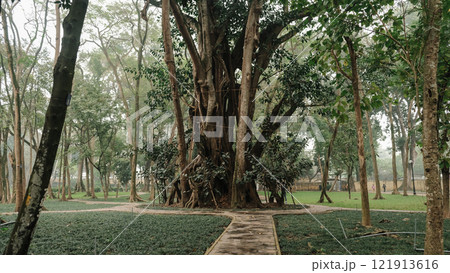 A Majestic Tree Surrounded by Lush Greenery in a Peaceful Botanical Garden in Hanoi A Majestic Tree Surrounded by Lush Greenery in a Peaceful Botanical Garden in Hanoi 121913616