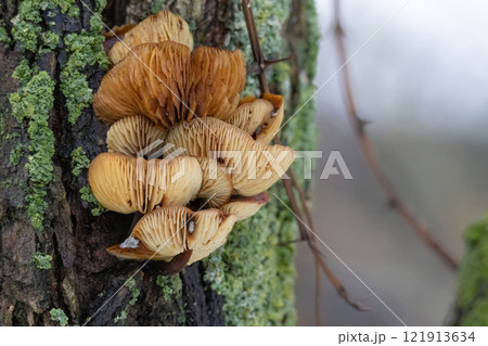 Wild golden needle mushrooms 121913634