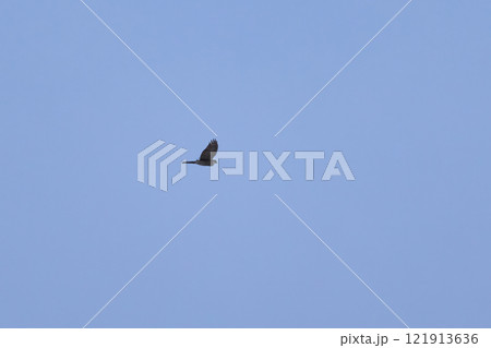 hawk in flight (accipiter nisus) hawk in flight (accipiter nisus) 121913636