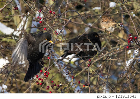 male of Common blackbird (Turdus merula) 121913643