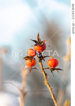 Red vivid berries on cold winter day 121913646