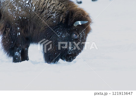 Large male bison in the winter season Large male bison in the winter season 121913647