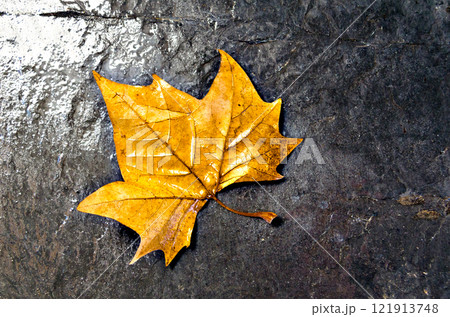 Dry leaf exposed on a table with daylight, giving it a warm touch 121913748