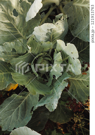 A close up of a head of cabbage with holes in it A close up of a head of cabbage with holes in it 121913763