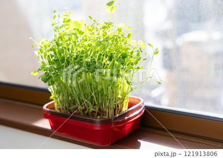 豆苗の栽培<自宅の窓際> 豆苗の栽培<自宅の窓際> 121913806