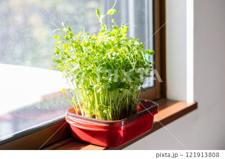 豆苗の栽培＜自宅の窓際＞ 121913808