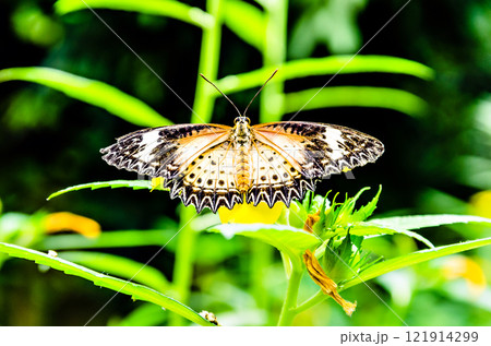 Beautiful female Hypolimnas Missippus butterfly on green garden leaves 121914299