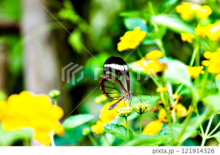 Glass or mirrored butterfly, transparent) (Greta Oto), lepidopteron Glass or mirrored butterfly, transparent) (Greta Oto), lepidopteron 121914326