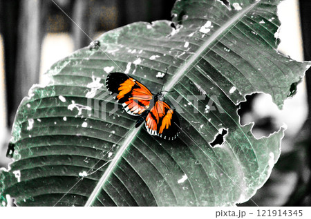 Beautiful Heliconius Melpomene butterfly on green garden leaves. Lepidopteron. Black and white effect Beautiful Heliconius Melpomene butterfly on green garden leaves. Lepidopteron. Black and white effect 121914345