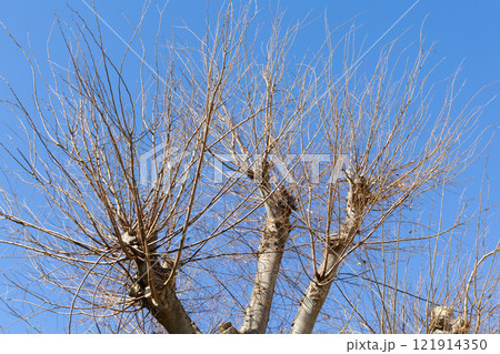 冬の枯れ木 121914350