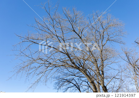 冬の枯れ木 冬の枯れ木 121914397