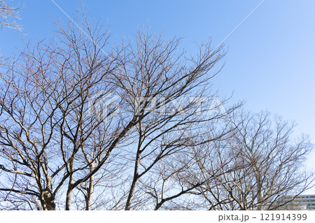 冬の枯れ木 冬の枯れ木 121914399