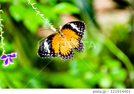 Beautiful female Hypolimnas Missippus butterfly on green garden leaves 121914401